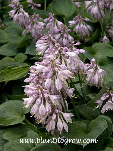 Hosta Blue Cadet